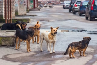 stray_dogs.jpg?t=1491434304381&name=stray_dogs.jpg&width=320