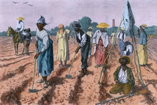 plantation.jpg