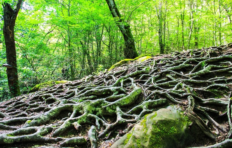 Depth Psychology in the World New President Joseph Cambray on