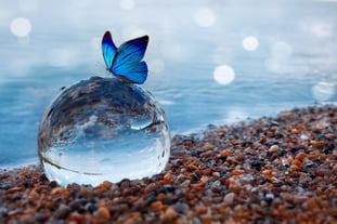 Blue-butterfly-on-a-glass-ball-in-the-water-1167912687_2125x1416
