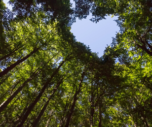 heart in trees