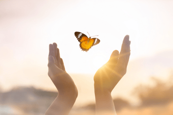 Butterfly released from hands